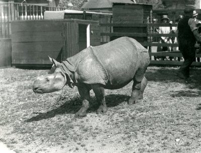 A Young Indian Rhinoceros at London Zoo, June 1922 by Frederick William Bond